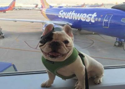 Southwest Airlines Pet Policy